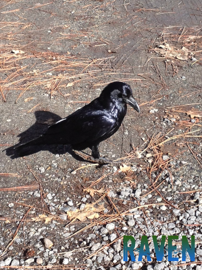 Raven @handbookofnaturestudy