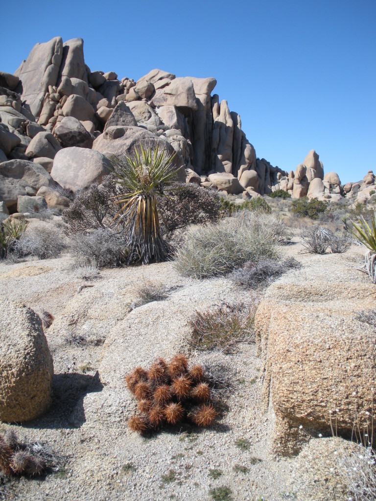 desert scene