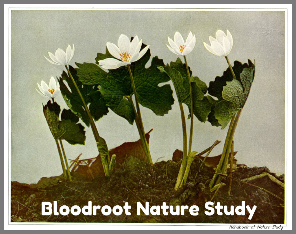 Bloodroot Nature Study @handbookofnaturestudy