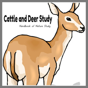 Cattle and Deer Nature Study @handbookofnaturestudy