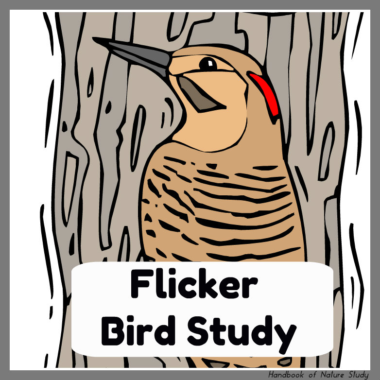 Flicker Bird Study @handbookofnaturestudy