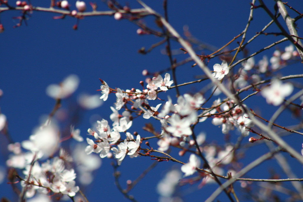 February Blossoms