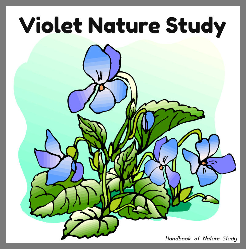 Violet Nature Study @handbookofnaturestudy