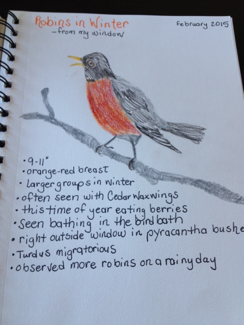 American robin nature journal