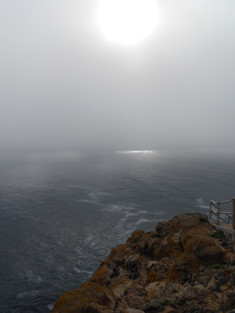 Point Reyes Whale Watching