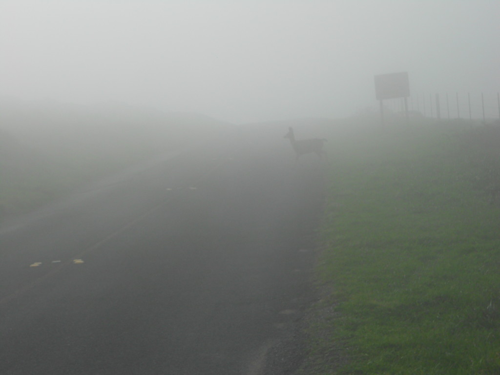 Deer Point Reyes