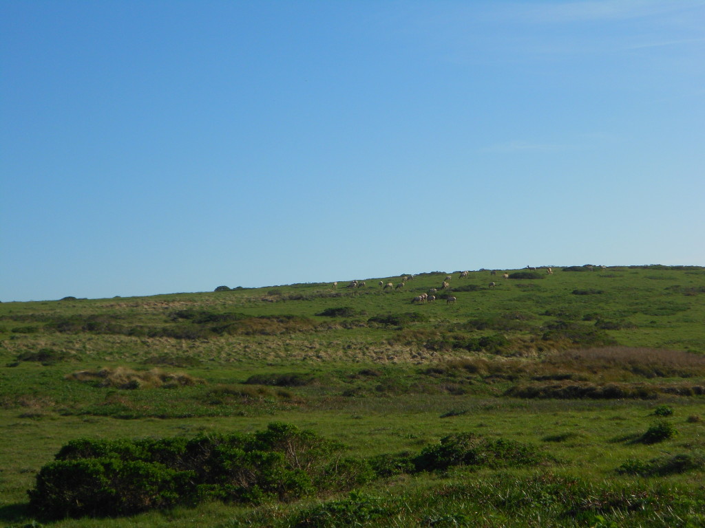 Tule Elk Point Reyes