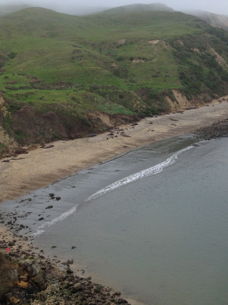 Chimney Rock Elephant Seal