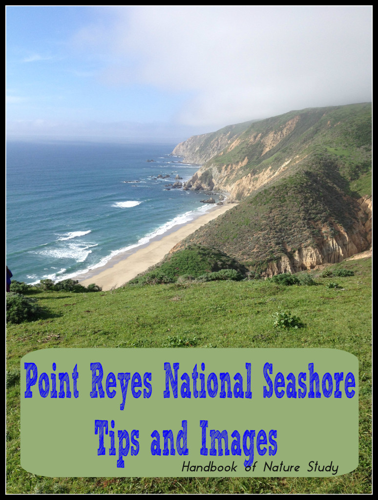 Point Reyes National Seashore tips and images 2 @handbookofnaturestudy