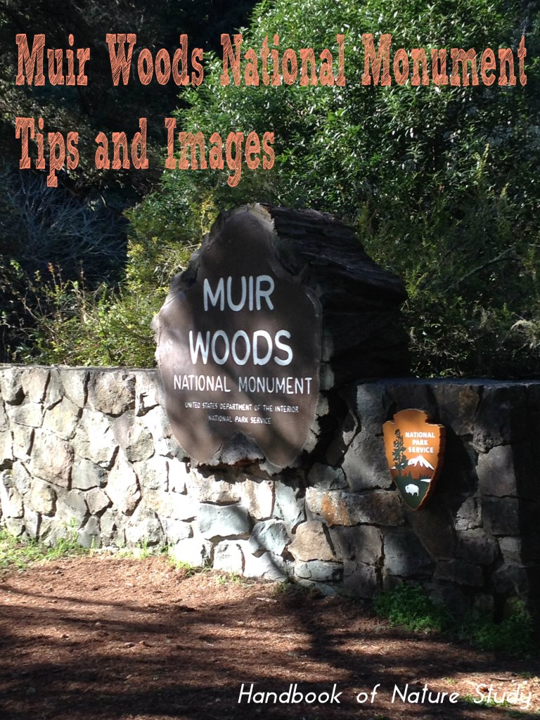 Muir Woods National Monument Tips and Images @handbookofnaturestudy