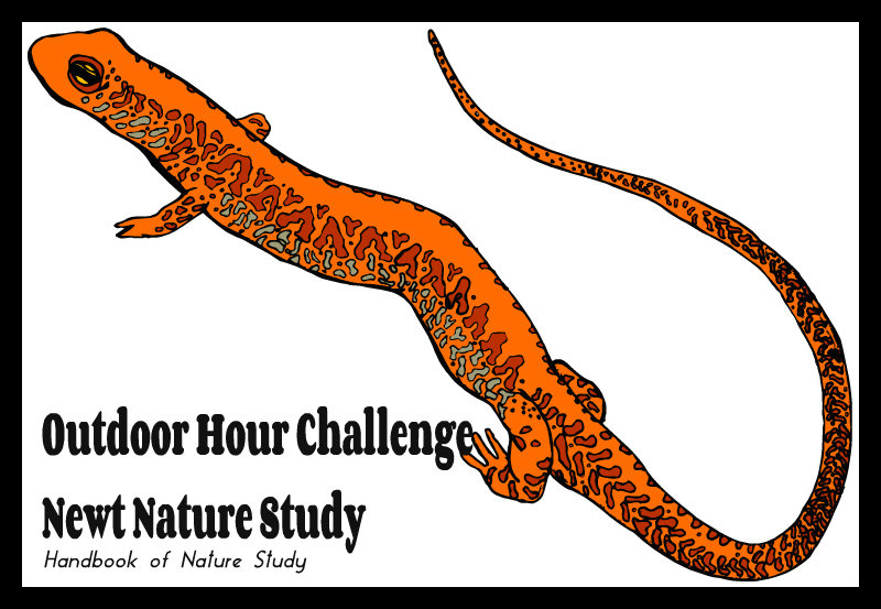 Outdoor Hour Challenge Newt Nature Study @handbookofnaturestudy