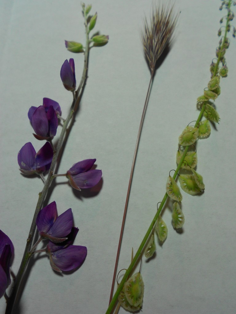 press flowers lupine fringe pod nature journal (3)