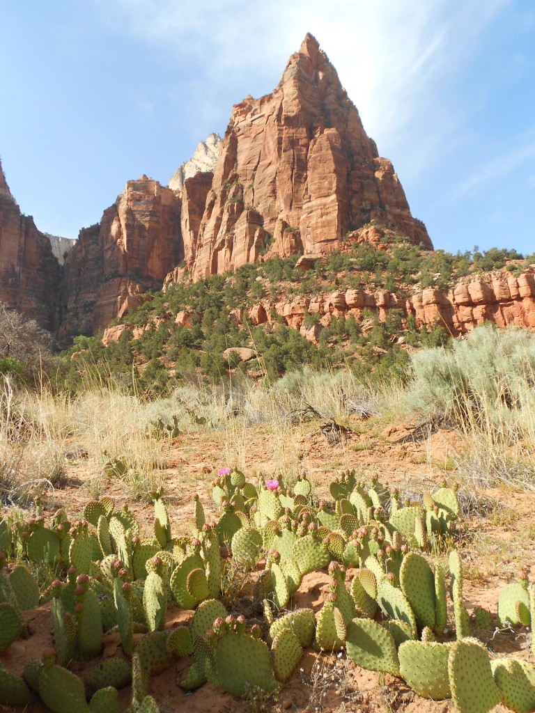 View from trail patriarchs zion