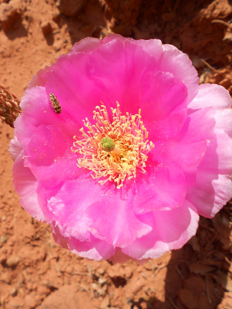 Cactus Flower Zion National Park