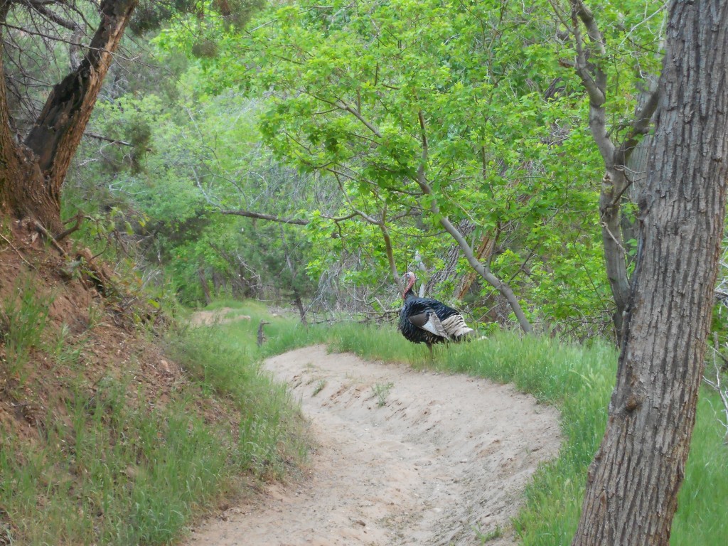 Zion turkey