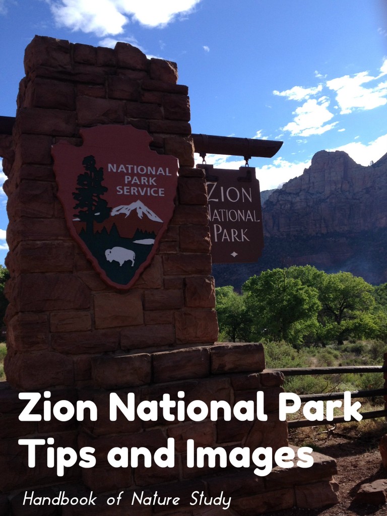 Zion National Park tips and Images @handbookofnaturestudy