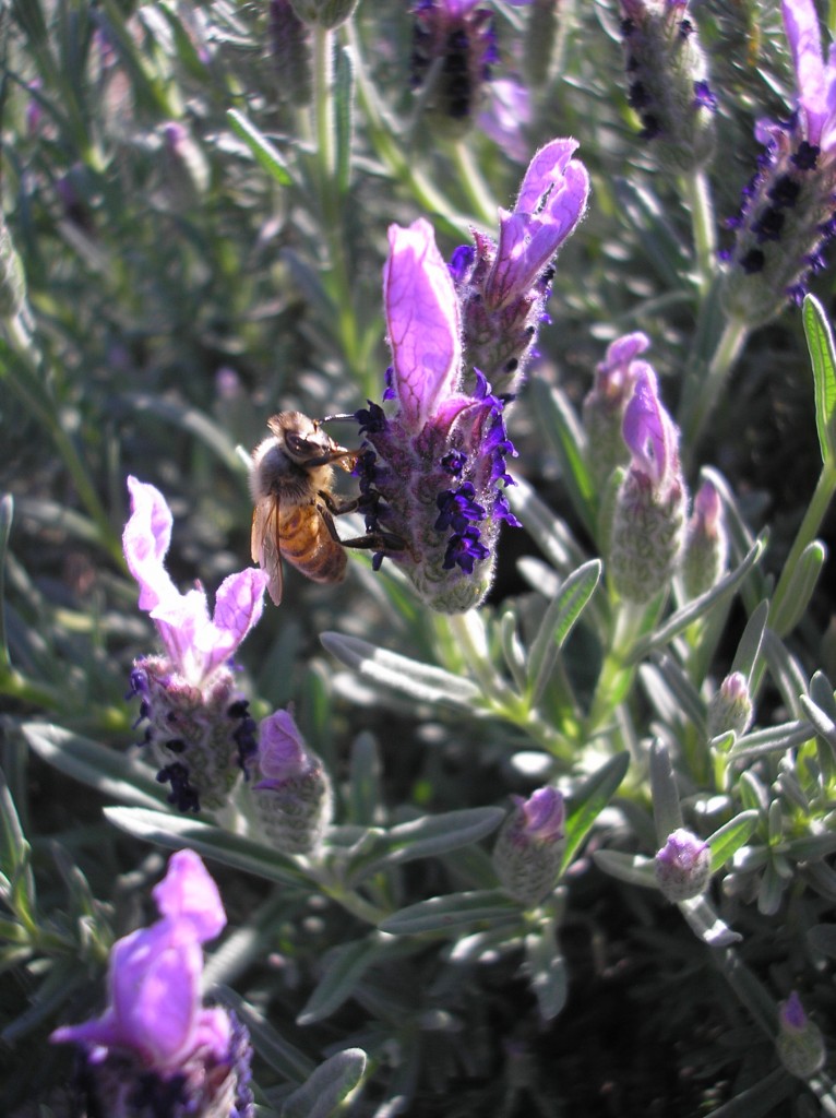 Bee in Lavender