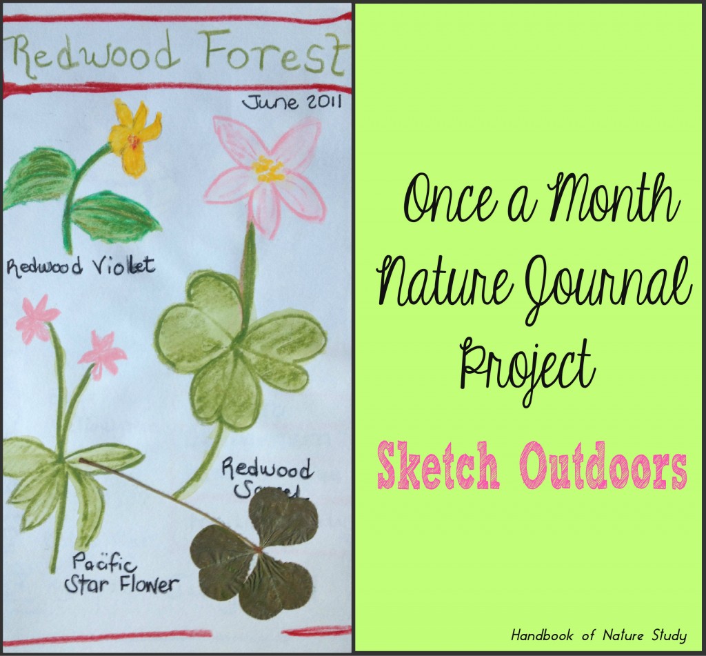 Once a Month Nature Journal Project sketch outdoors @handbookofnaturestudy