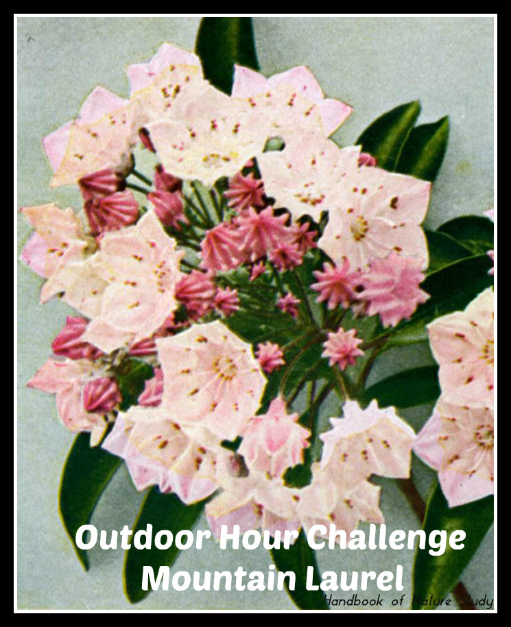 Outdoor Hour Challenge Mountain Laurel @handbookofnaturestudy