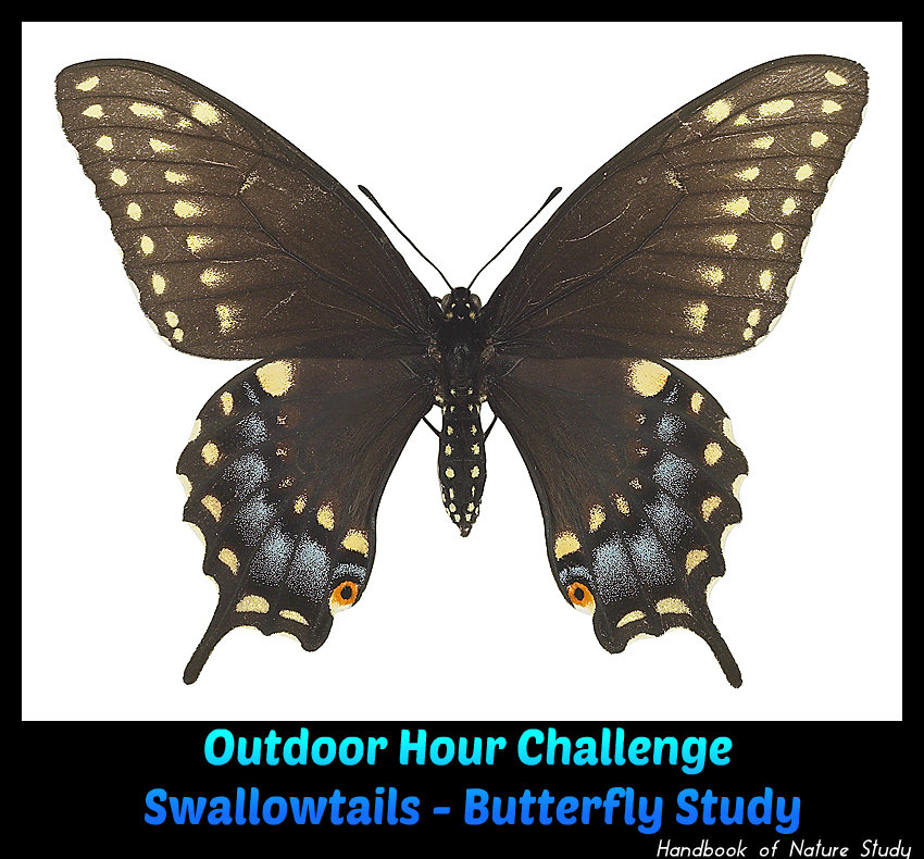 Outdoor Hour Challenge Swallowtails @handbookofnaturestudy