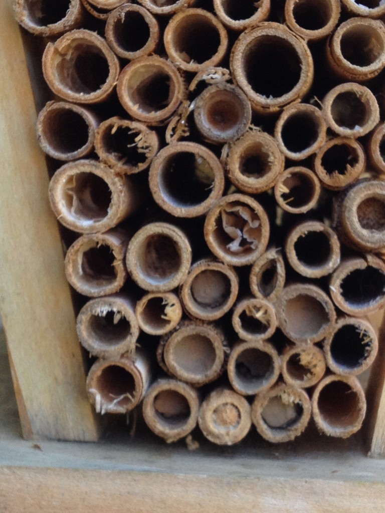 bee house close