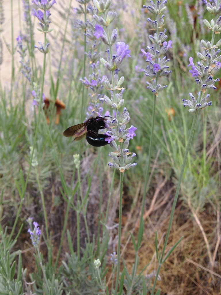 bee lavender butterfly (2)