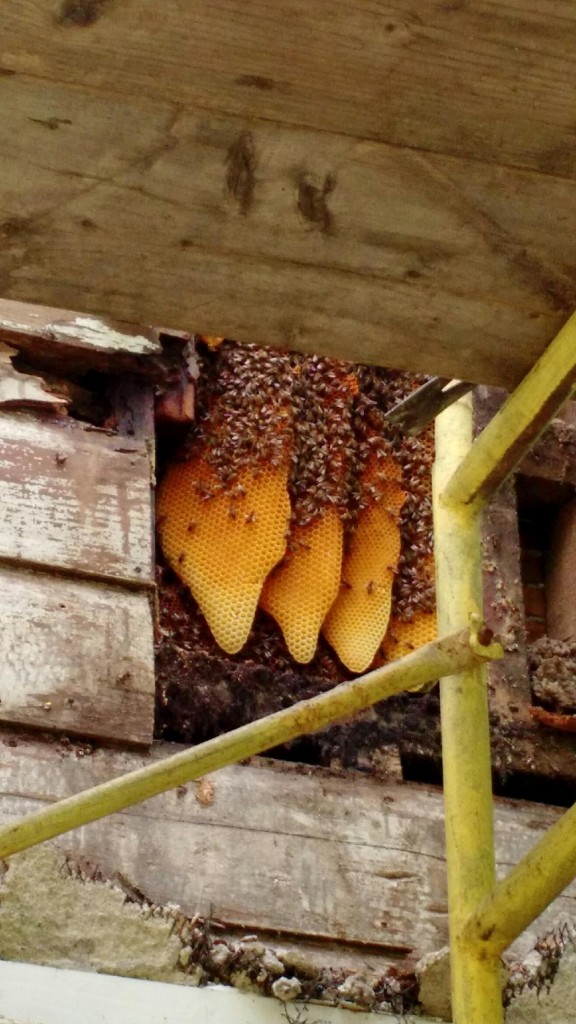 Bee Hive in House Under Siding2