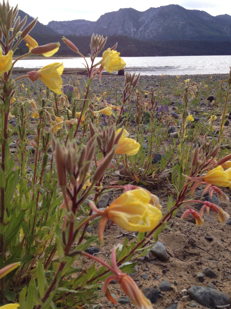 Evening Primrose lupine tahoe july 2015 (4)