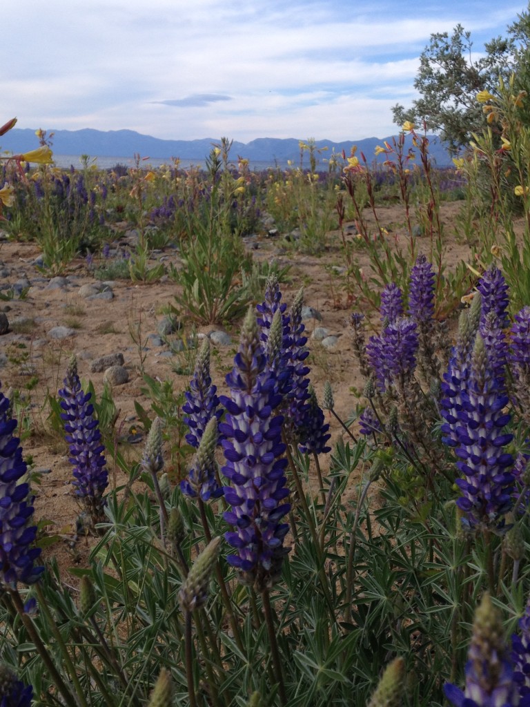 Evening Primrose lupine tahoe july 2015 (8)