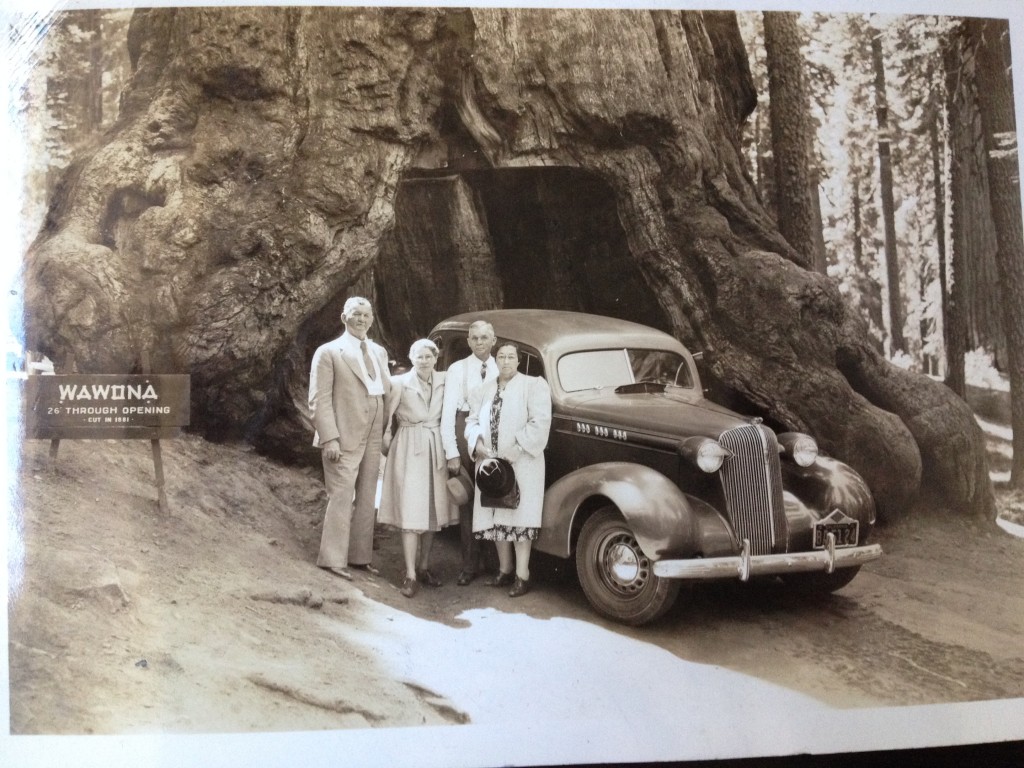 Wawona Tree 1941