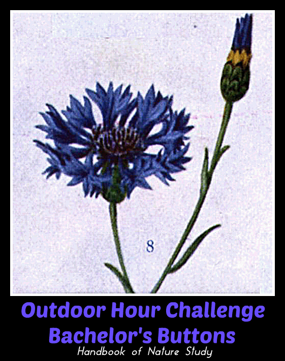 Outdoor Hour Challenge Bachelors Buttons @handbookofnaturestudy