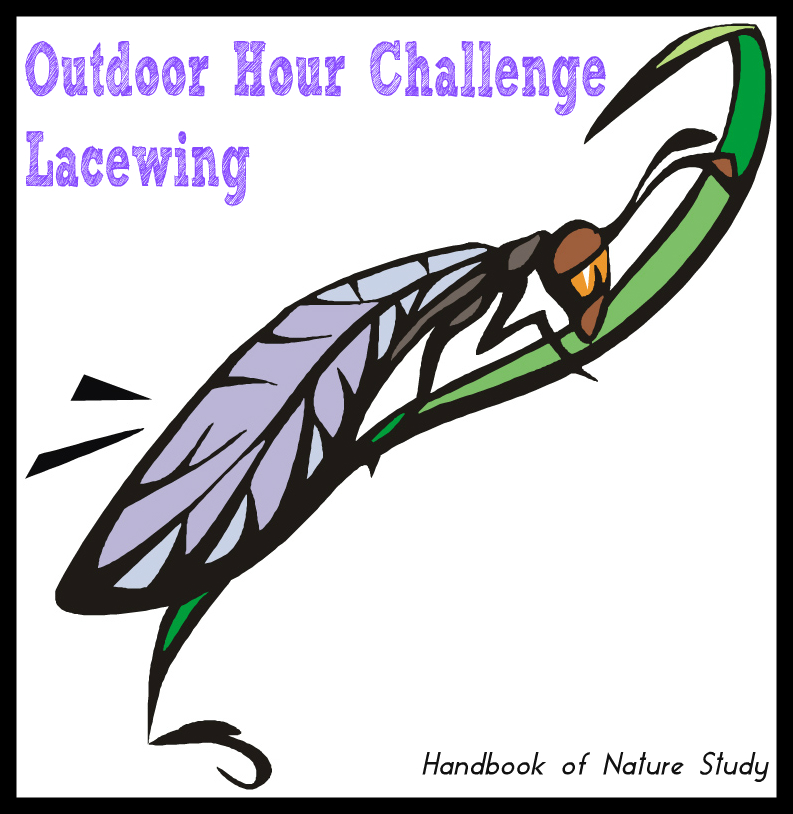 Outdoor Hour Challenge Lacewing Insect @handbookofnaturestudy