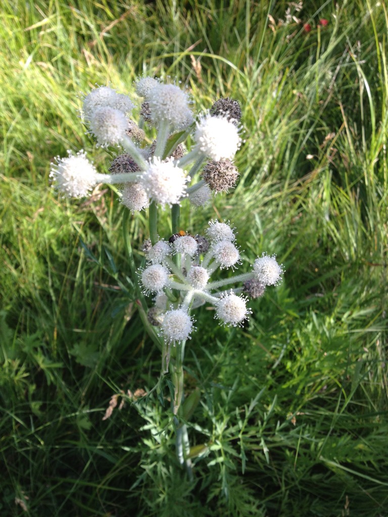 Ranger buttons wildflower Tahoe July 2015 (1)