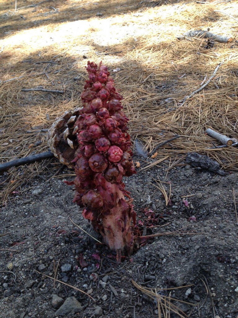 Tahoe snow plant july 2015 (1)