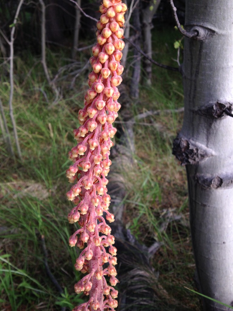 pine drops tahoe july 2015 (1)