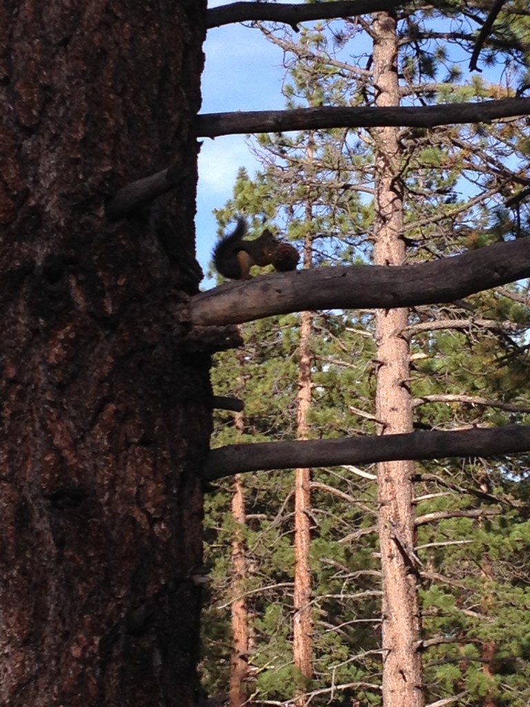 squirrel tahoe july 2015