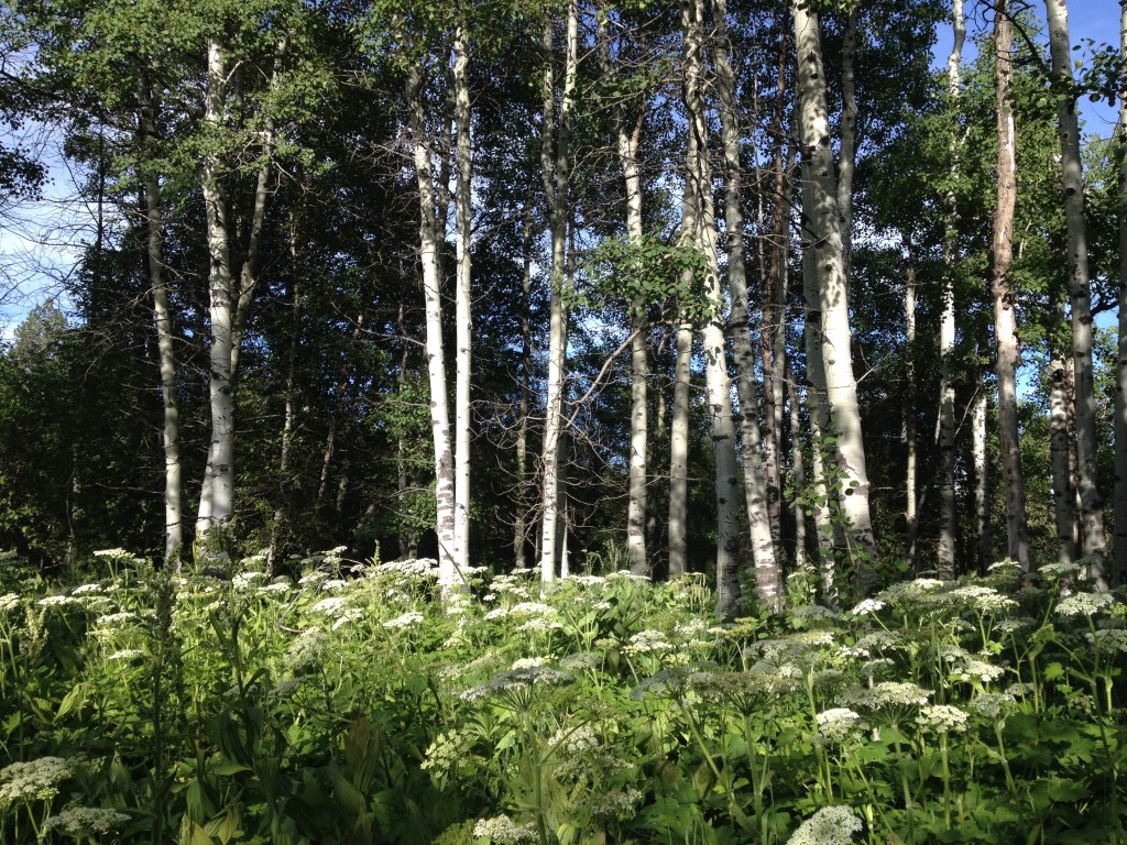 wildflowers aspens tahoe juy 2015 (12)