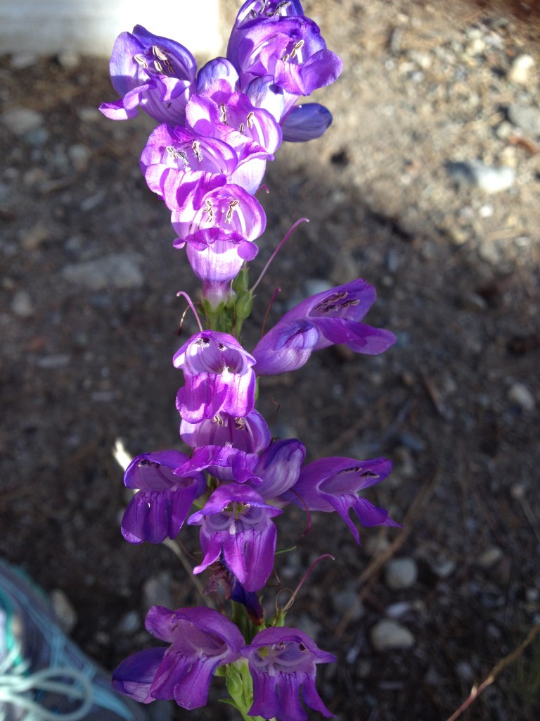 wildflowers tahoe july 2015 (1)