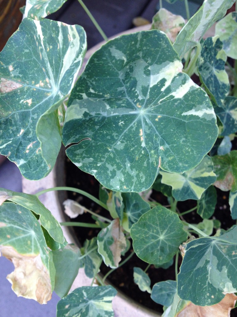 Nasturtium leaves