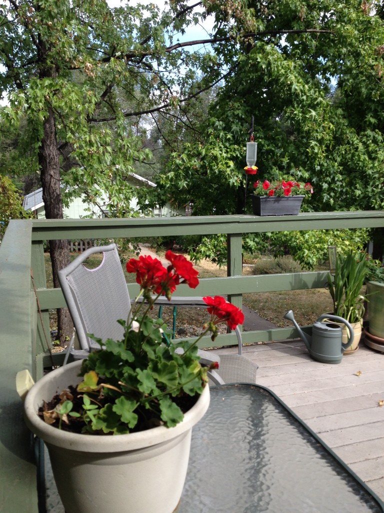 geranium hummingbird feeder petunia