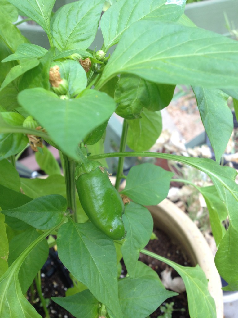Baby Belle Peppers from Renees Garden