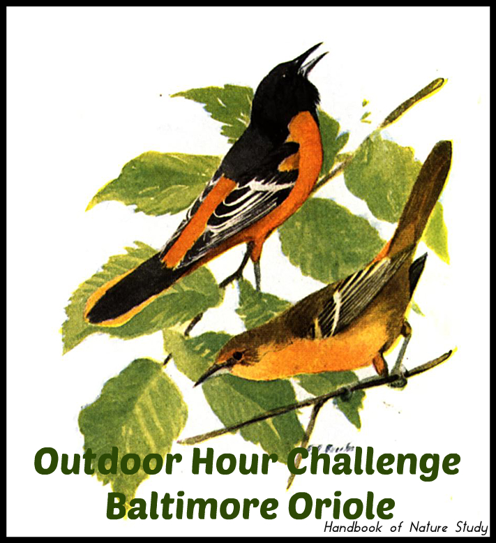 Outdoor Hour Challenge Baltimore Oriole @handbookofnaturestudy