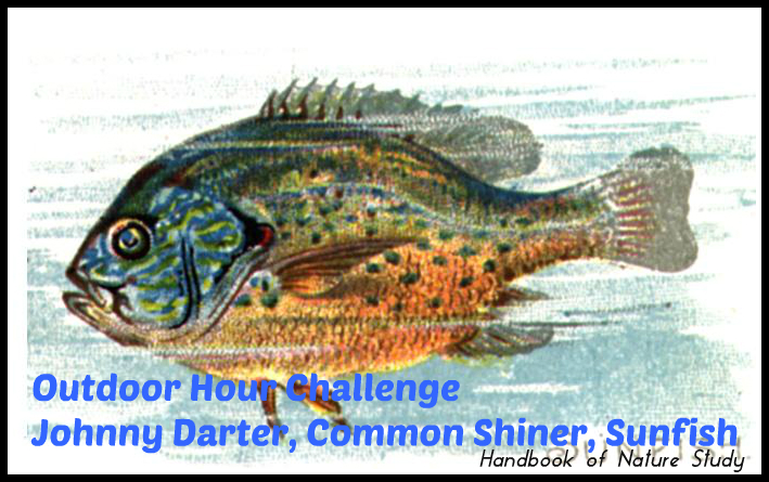 Outdoor Hour Challenge Johnny Darter Common Shiner Sunfish @handbookofnaturestudy