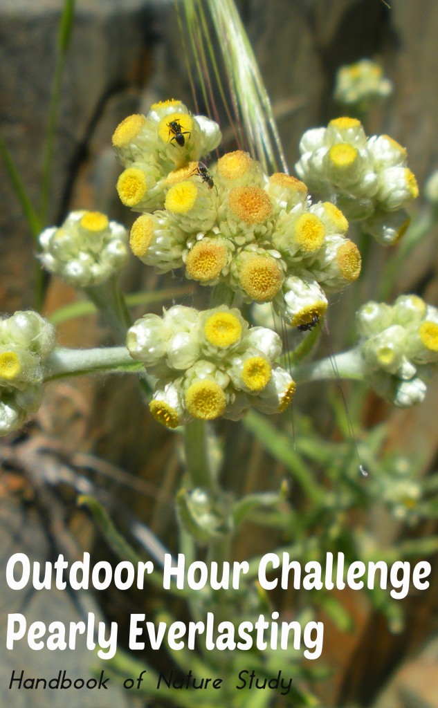 Outdoor Hour Challenge Pearly Everlasting @handbookofnaturestudy