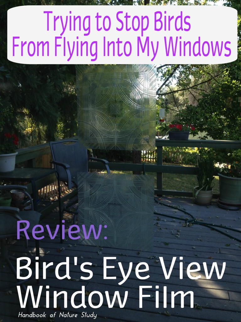 Trying to Stop Birds From Flying Into My Windows Birds Eye View Review