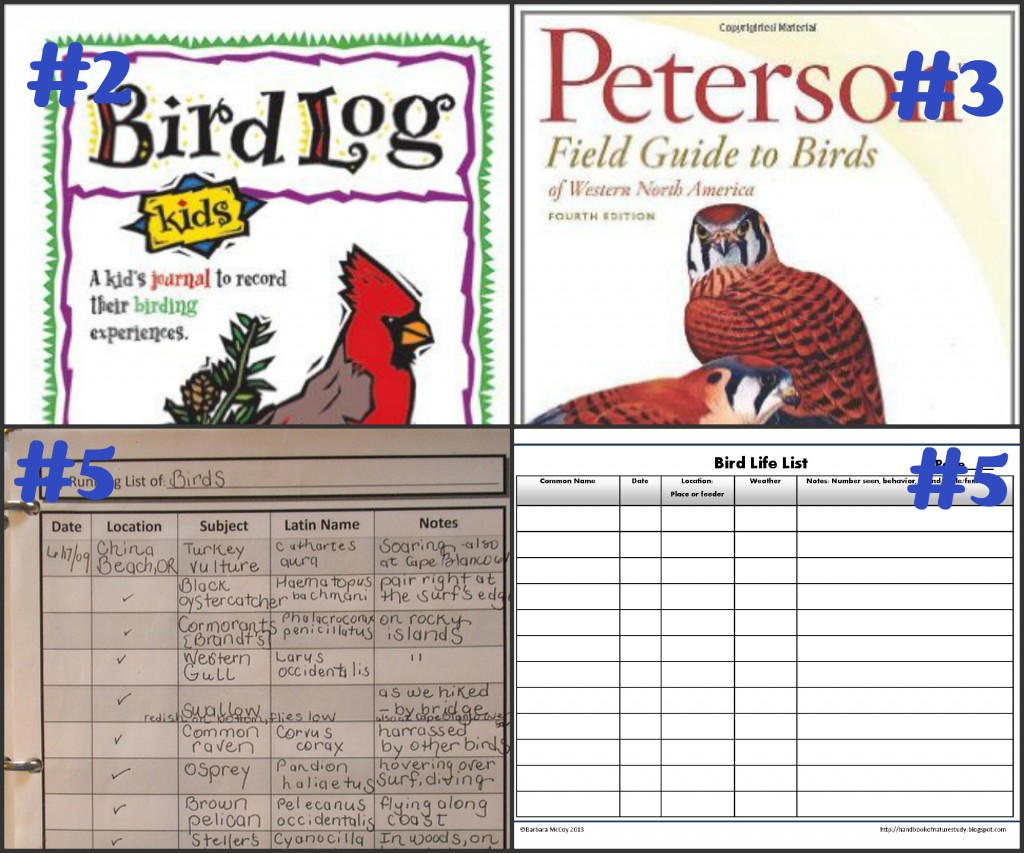 Bird Life List 10 Ideas @handbookofnaturestudy