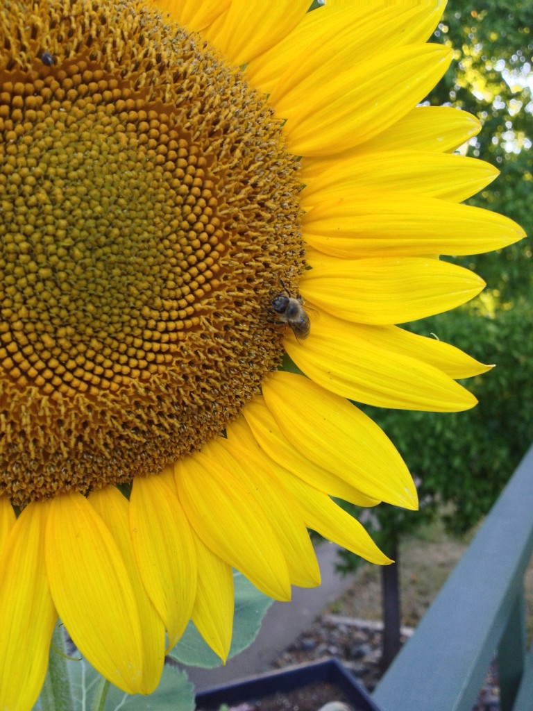 Sunflower Renees Garden
