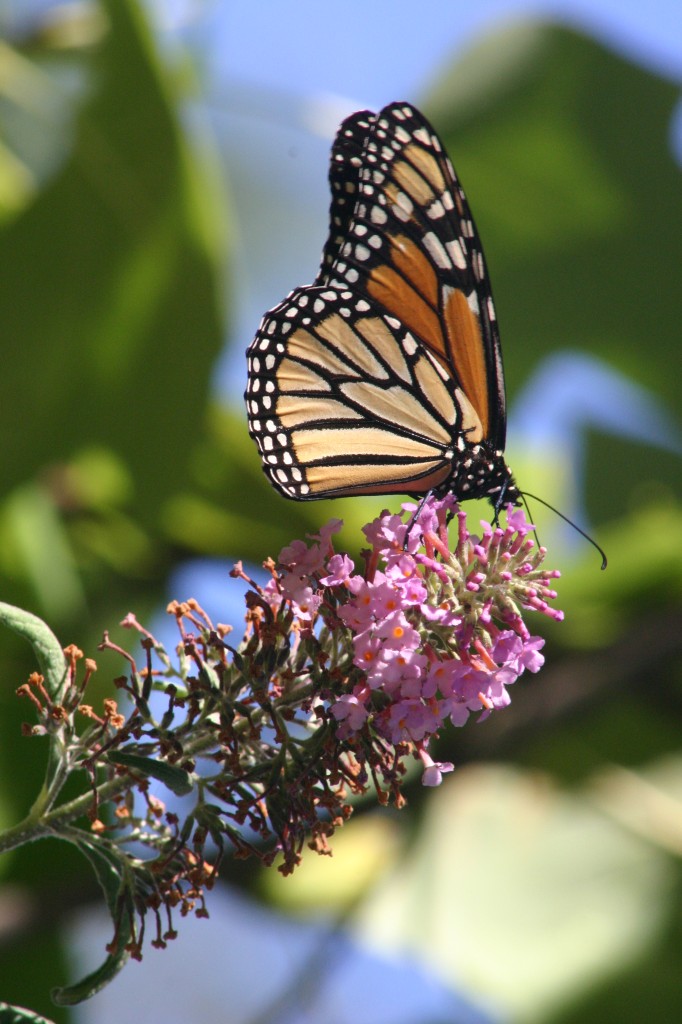Monarch butterfly September 2015 (10) @handbookofnaturestudy