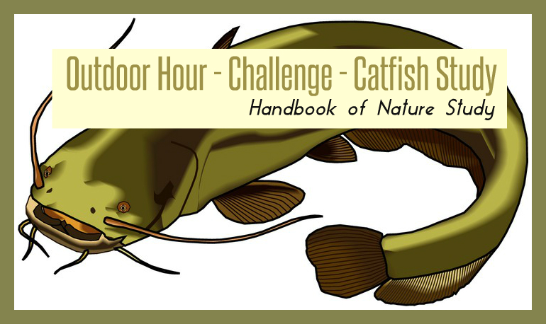 Outdoor Hour Challenge Catfish Study @handbookofnaturestudy. Fish nature study using the Handbook of Nature Study.