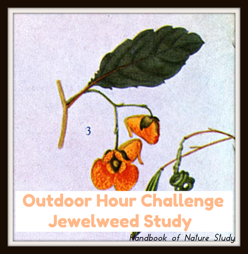 Outdoor Hour Challenge Jewelweed @handbookofnaturestudy. Use these ideas and links to look at a wildflower.